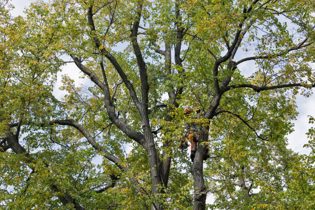 How Our Tree Care Process Works  in  Lake Holiday, VA